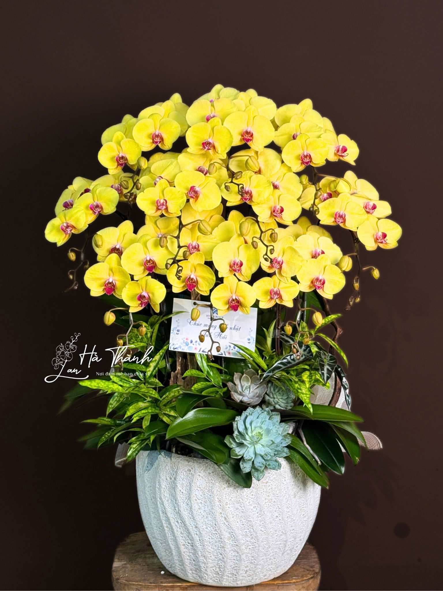 Chậu Lan Hồ Điệp Vàng Trang Trí Cây Xanh Sen Đá
